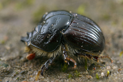 Stenaspidius ruficornis