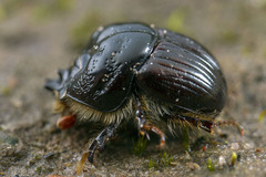 Stenaspidius ruficornis