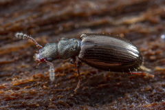 Salpingidae