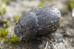 Onthophagus squalidus