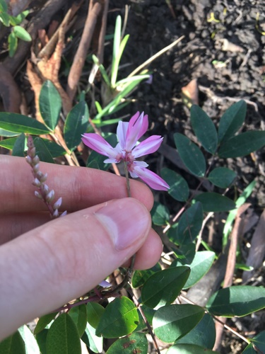 Image of Indigofera decora by (c) Thomas Mesaglio, some rights reserved (CC BY)