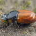 European Dung Beetle - Photo (c) Nick Porch, some rights reserved (CC BY-NC), uploaded by Nick Porch
