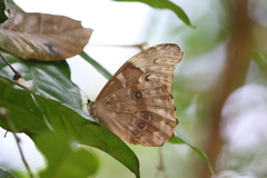 Morpho menelaus amathonte