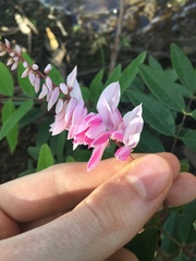 Indigofera decora