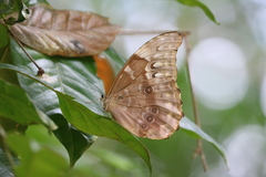 Morpho menelaus amathonte