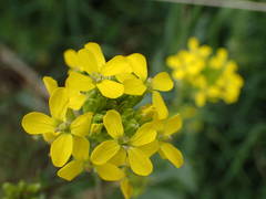 Erysimum rhaeticum