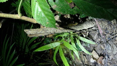 Cardiodactylus palawan