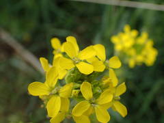 Erysimum rhaeticum