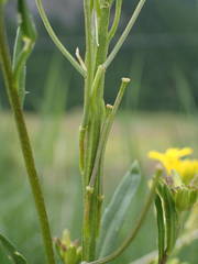 Erysimum rhaeticum
