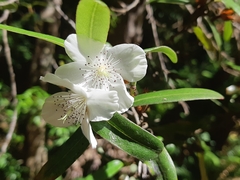 Eucryphia lucida