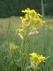 Erysimum rhaeticum
