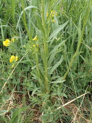 Erysimum rhaeticum