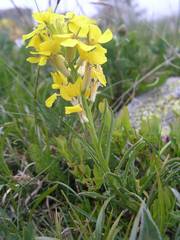 Erysimum jugicola