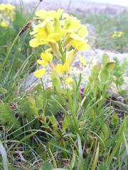 Erysimum jugicola