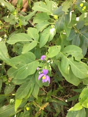 Solanum seaforthianum