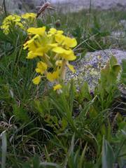 Erysimum jugicola