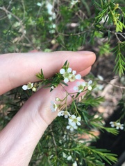 Sannantha pluriflora