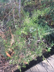 Sannantha pluriflora