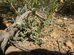 Hermannia diversistipula graciliflora