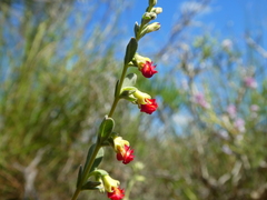 Hermannia diversistipula graciliflora