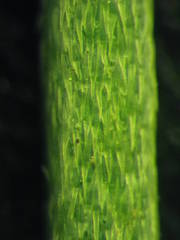 Erysimum nevadense collisparsum