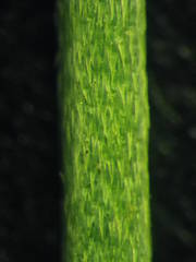 Erysimum nevadense collisparsum