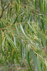 Salix mucronata