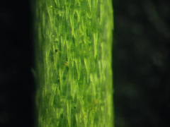 Erysimum nevadense collisparsum