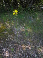 Erysimum nevadense collisparsum