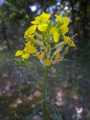 Erysimum nevadense collisparsum