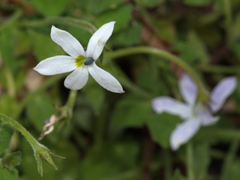 Lobelia pedunculata