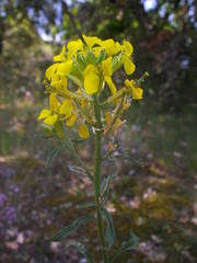 Erysimum nevadense collisparsum
