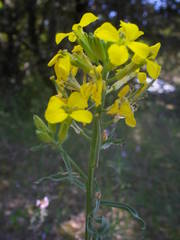 Erysimum nevadense collisparsum