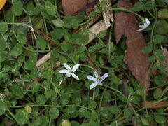 Lobelia pedunculata
