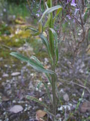 Erysimum nevadense collisparsum