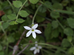 Lobelia pedunculata