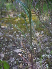Erysimum nevadense collisparsum
