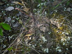 Erysimum nevadense collisparsum