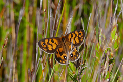 Heteronympha cordace