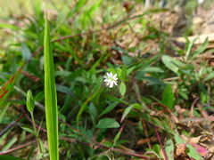 Stellaria alsine