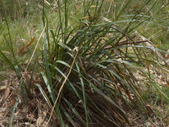 Dianella callicarpa