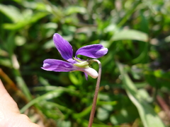 Viola inconspicua