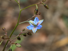 Dianella callicarpa