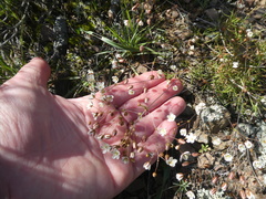 Pharnaceum aurantium