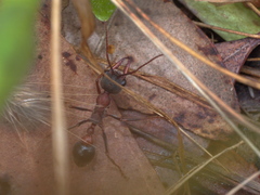 Myrmecia pulchra