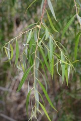 Salix mucronata