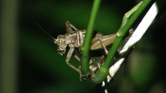 Cardiodactylus palawan