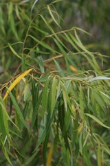 Salix mucronata