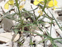Erysimum nevadense collisparsum