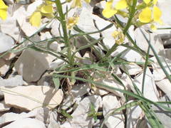Erysimum nevadense collisparsum